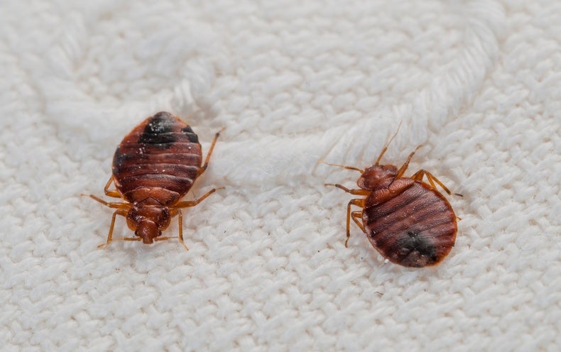 Top 10 Myths about Bedbugs - Scientific American