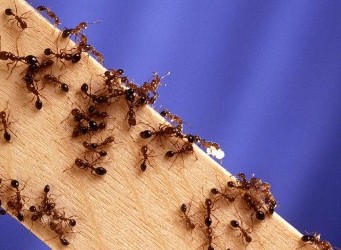 Indoor Ant Control | Pesticide Research Institute