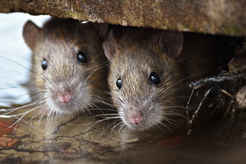 How to Get Rid of Rats Under Your House? | All Pest Control Company