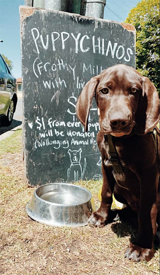 australians love their pets, so why don’t more public places welcome them?