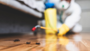 how to choose best pest control in melbourne?