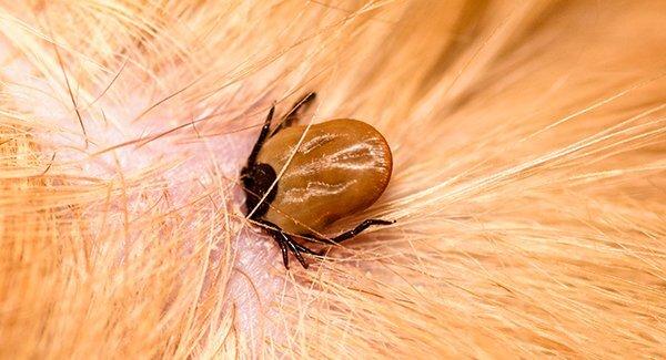 tick pest control advice to control tick
