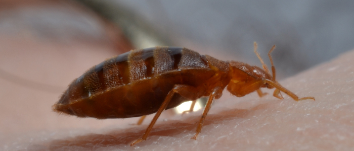Commercial Bed Bug Control & Removal | Gregory Pest Solutions