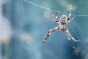 how do you know if you have a spider problem?