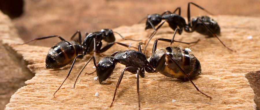 Ants Control 1 