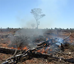 AUSTRALIA IS A GLOBAL TOP-TEN DEFORESTER – AND QUEENSLAND IS LEADING THE WAY