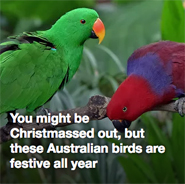 You Might Be Christmassed Out, But These Australian Birds Are Festive All Year