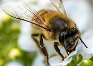 BEE AWARE, BUT NOT ALARMED: HERE’S WHAT YOU NEED TO KNOW ABOUT HONEY BEE STINGS