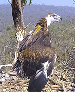 Mass Slaughter Of Wedge-tailed Eagles Could Have Australia-wide Consequences