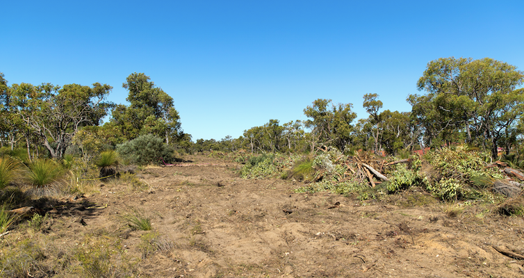 land clearing isn’t just about trees – it’s an animal welfare issue too