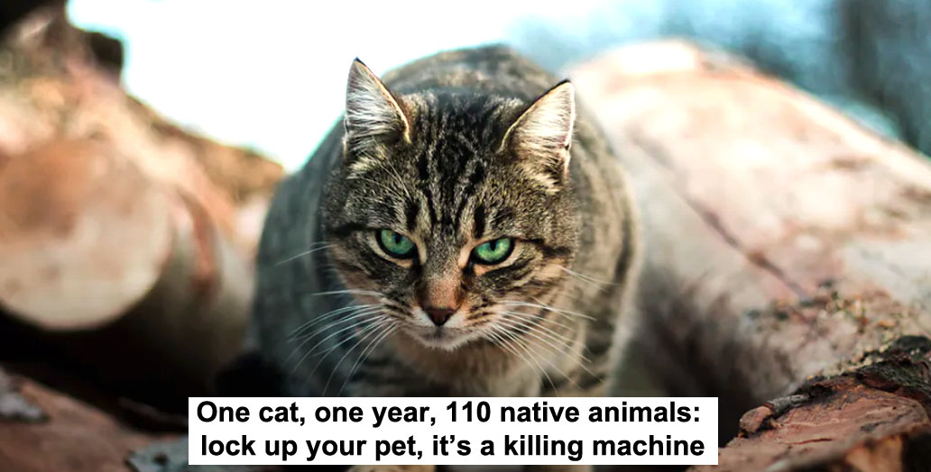 One cat, one year, 110 native animals: lock up your pet, it's a killing  machine - TOORAK TIMES