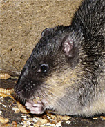 eat your heart out: native water rats have worked out how to safely eat cane toads