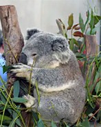 environment minister sussan ley faces a critical test: will she let a mine destroy koala breeding grounds?