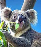 shutterstock drones, detection dogs, poo spotting: what’s the best way to conduct australia’s great koala count?