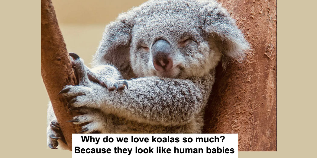 Why do we love koalas so much? Because they look like human babies ...
