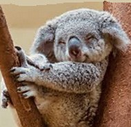 why do we love koalas so much? because they look like human babies
