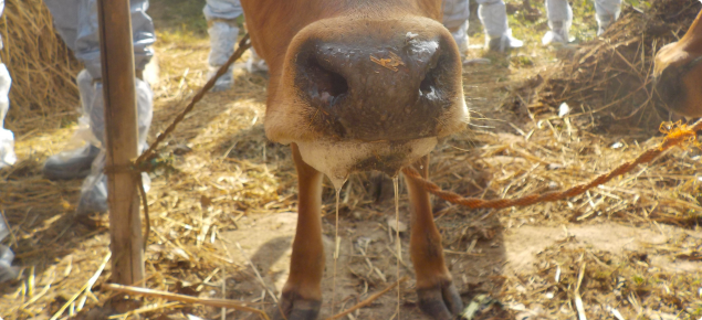 drooling cow DSCN1501