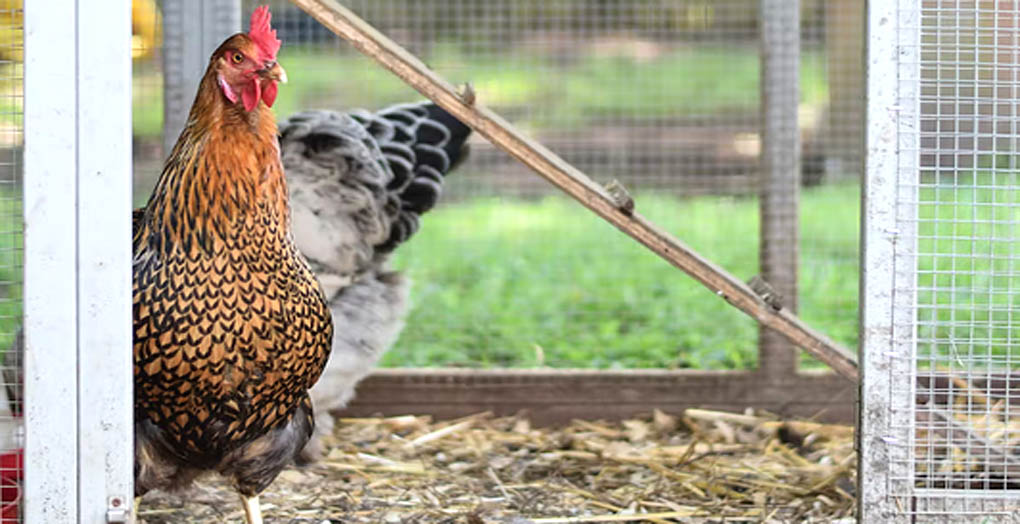 Backyard hens eggs contain 40 times more lead on average than shop eggs research finds