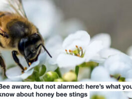 Bee aware Header
