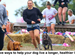 Five ways to help your dog live a longer healthier life