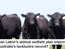 Labors animal welfare plan