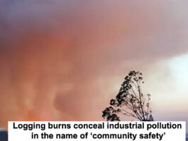 Logging burns conceal industrial pollution header
