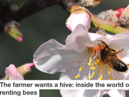 Renting bees Header