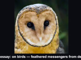 Sunday Essay Feathered messengers from deep time header