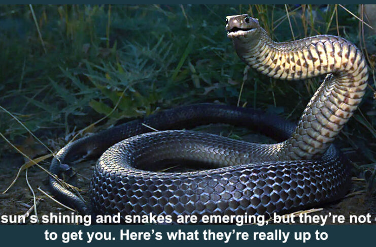 The sun s out snakes are emerging header
