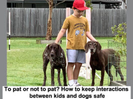 To pat or not to pat How to keep interactions between kids and dogs safe