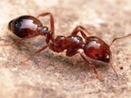 ants cobtrol