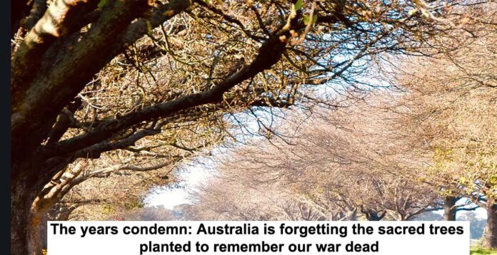 australia forgets the sacred trees header