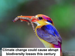climate change biodiversity losses header