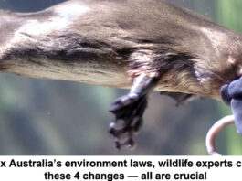 fixing australias environmental laws header