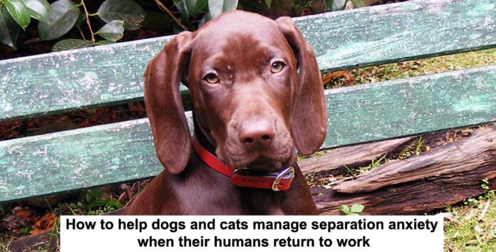 helping animals manage seperation anxiety header
