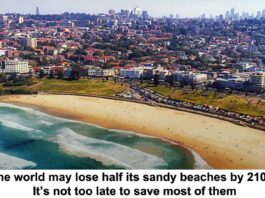 losing half our beaches by header