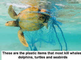 plastic items that kill sea life header