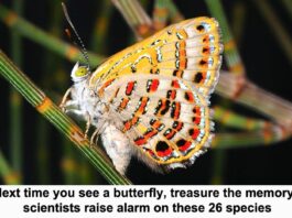 scientists raise the alarm on species of butterfly header