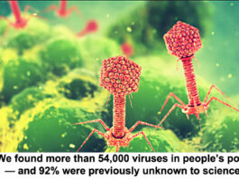 viruses in people s poo header
